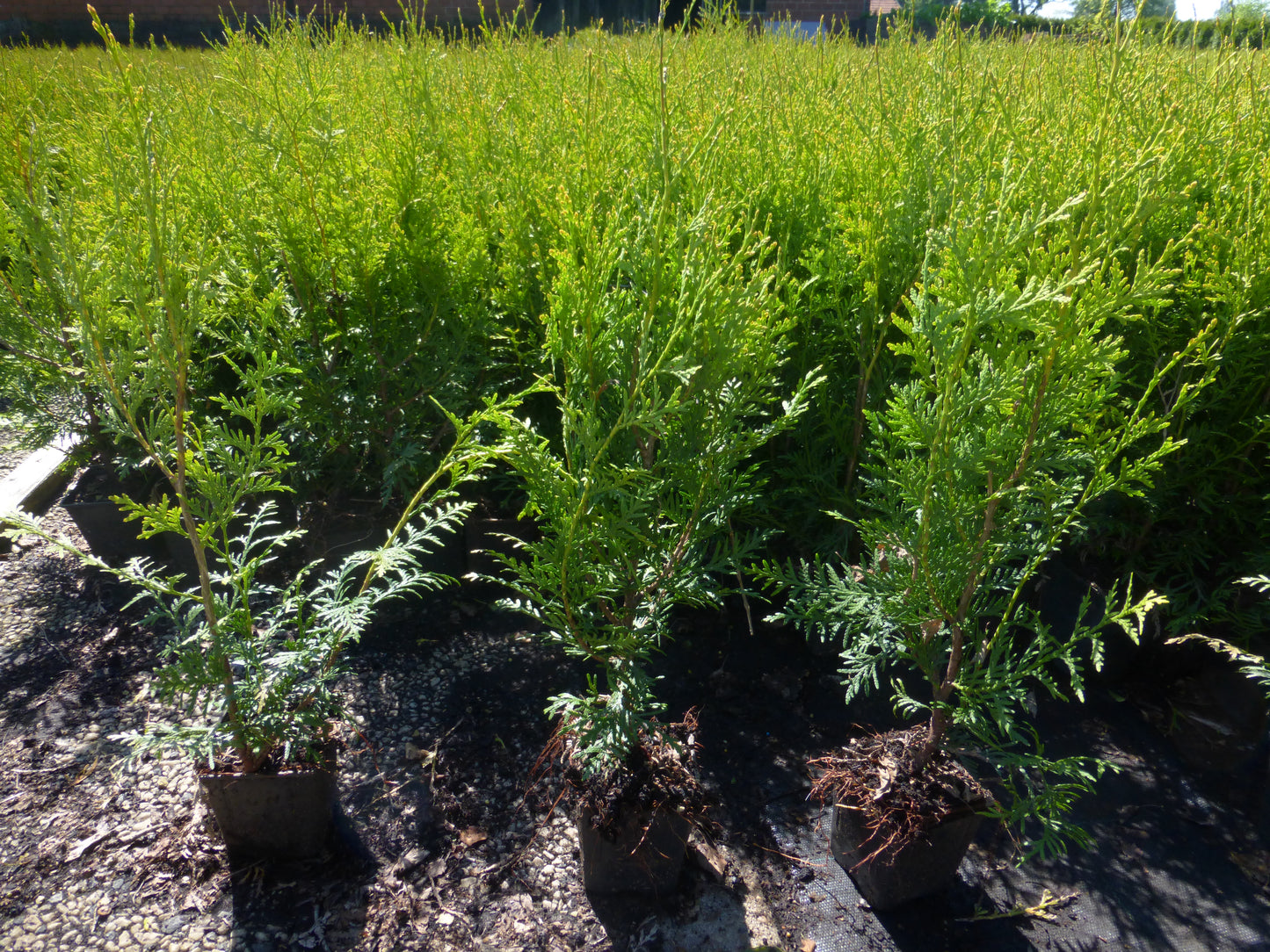 Lebensbaum Thuja occidentalis Brabant Topf 9cm 25-30 cm