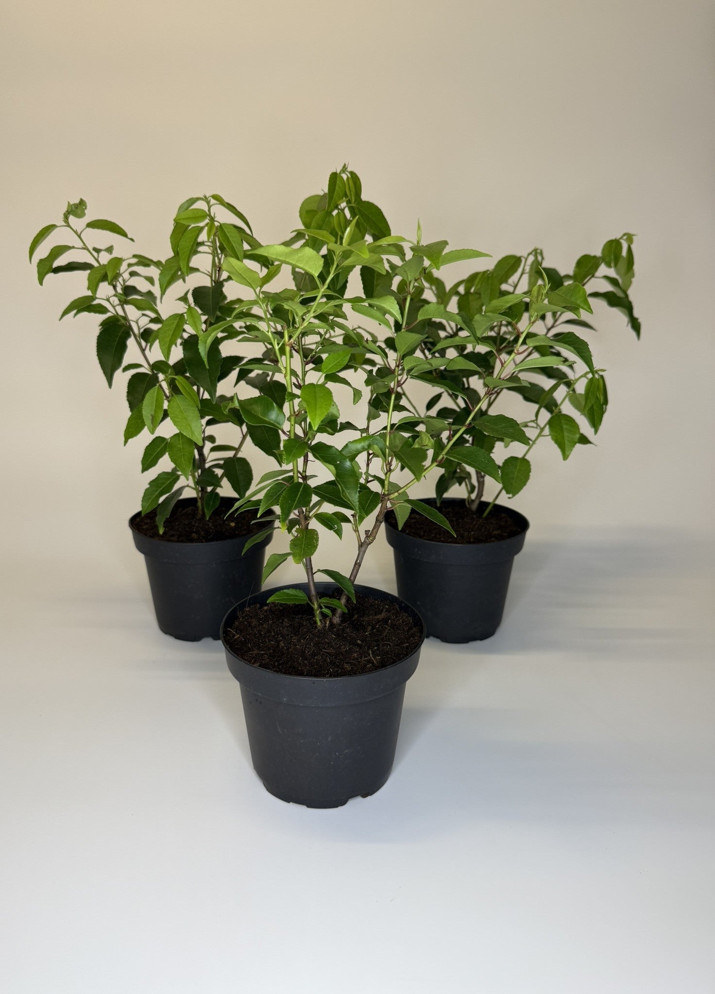 Portugiesischer Kirschlorbeer Prunus lusitanica Angustifolia Topf 1,3L –  Baumschule Bultjer