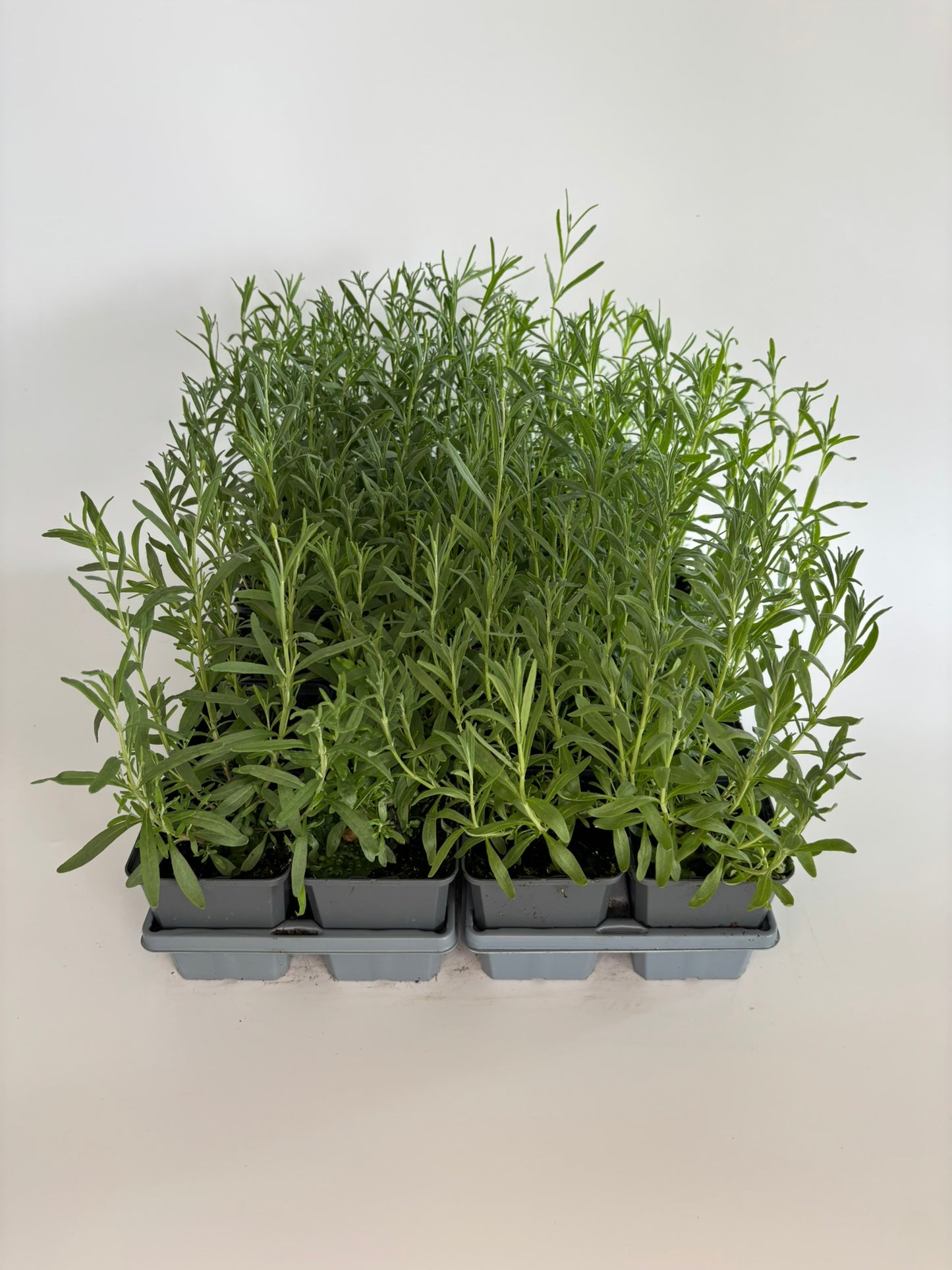 Bodendecker Lavendula angustifolia Hidcote Blue Topf 9cm