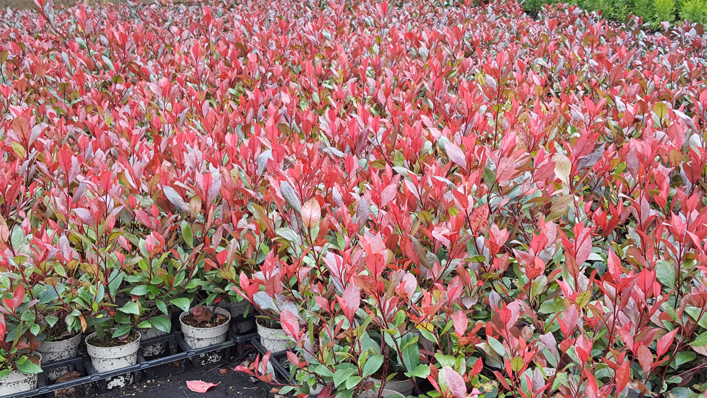 Glanzmispel Photinia fraseri „Little Red Robin“ Topf 9cm 20-25 cm