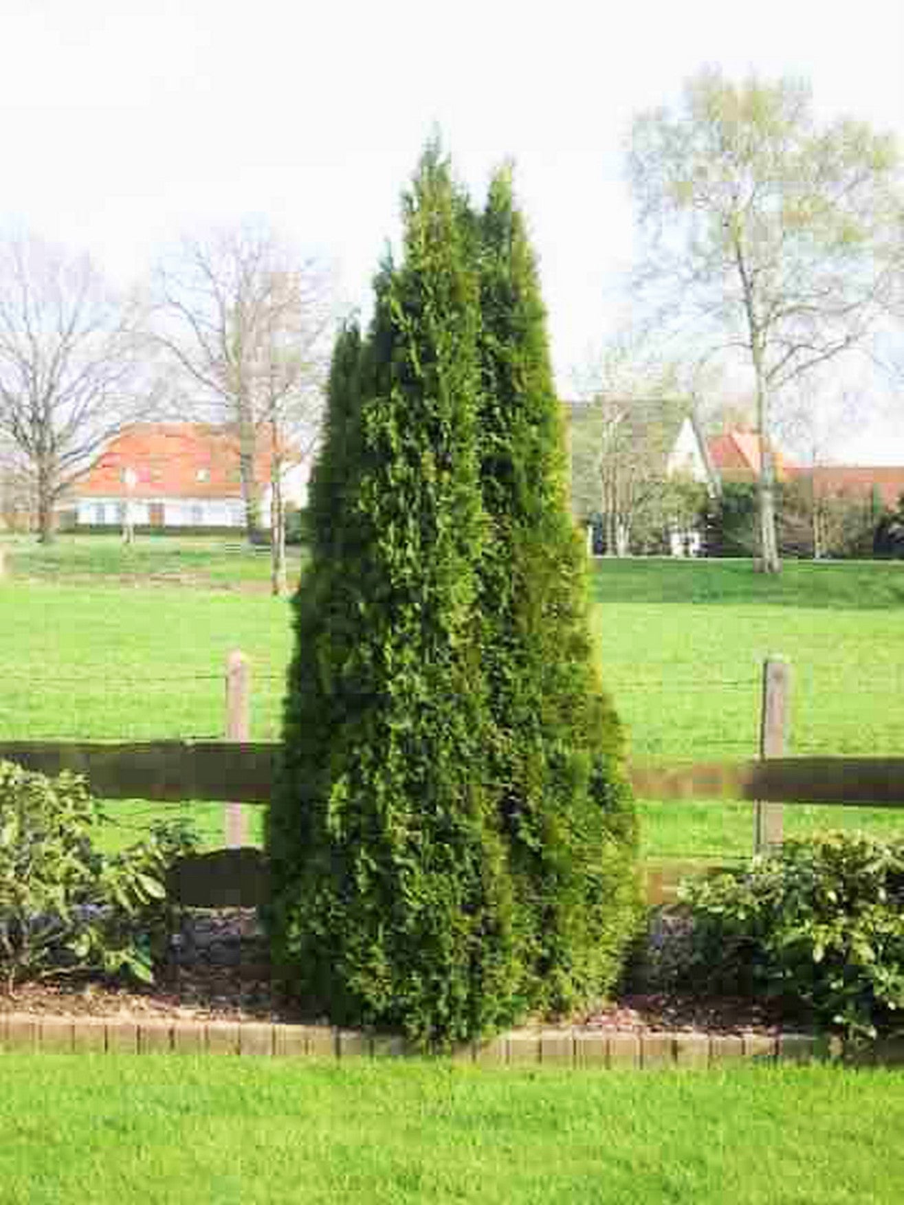Lebensbaum Thuja occidentalis Smaragd Topf 9cm 35-40 cm