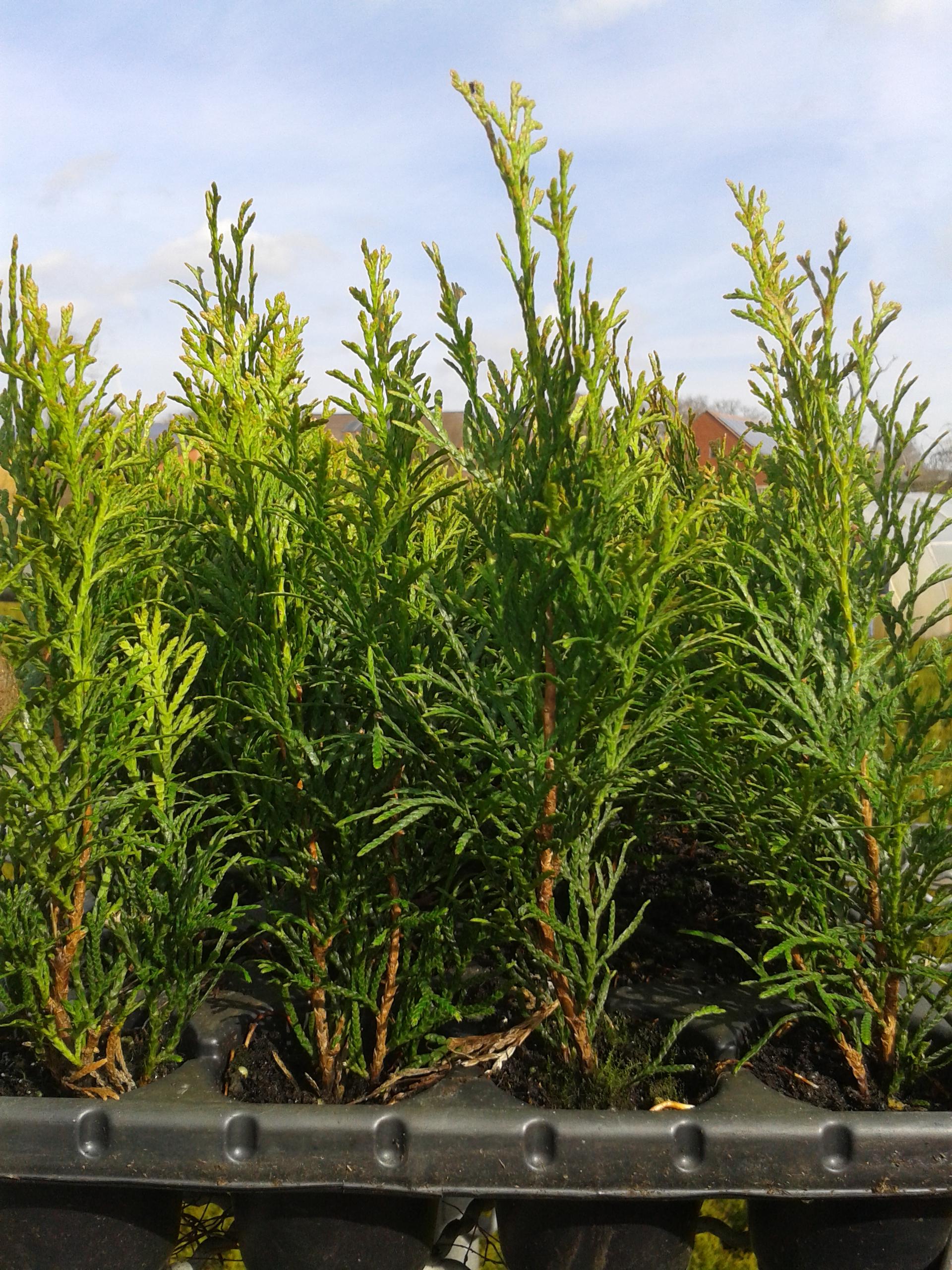 Lebensbaum Thuja occidentalis Smaragd Topf 6cm 25-30 cm