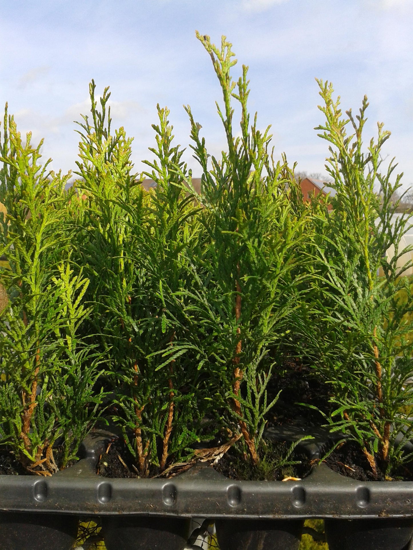 Lebensbaum Thuja occidentalis Smaragd Topf 6cm 25-30 cm