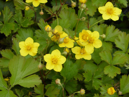 Golderdbeere Waldsteinia ternata als Bodendecker