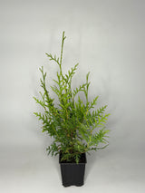 Lebensbaum Thuja occidentalis Brabant Topf 9cm 35-40 cm