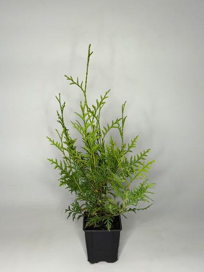 Lebensbaum Thuja occidentalis Brabant Topf 9cm 25-30 cm