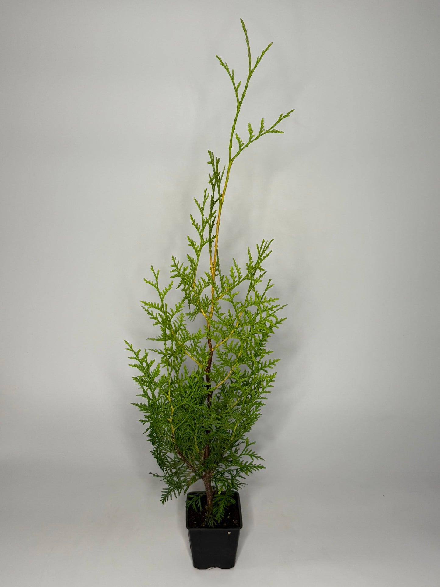Lebensbaum Thuja occidentalis Brabant Topf 9cm 40-50 cm