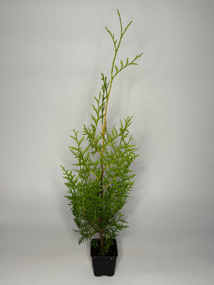 Lebensbaum Thuja occidentalis Brabant Topf 9cm 40-50 cm