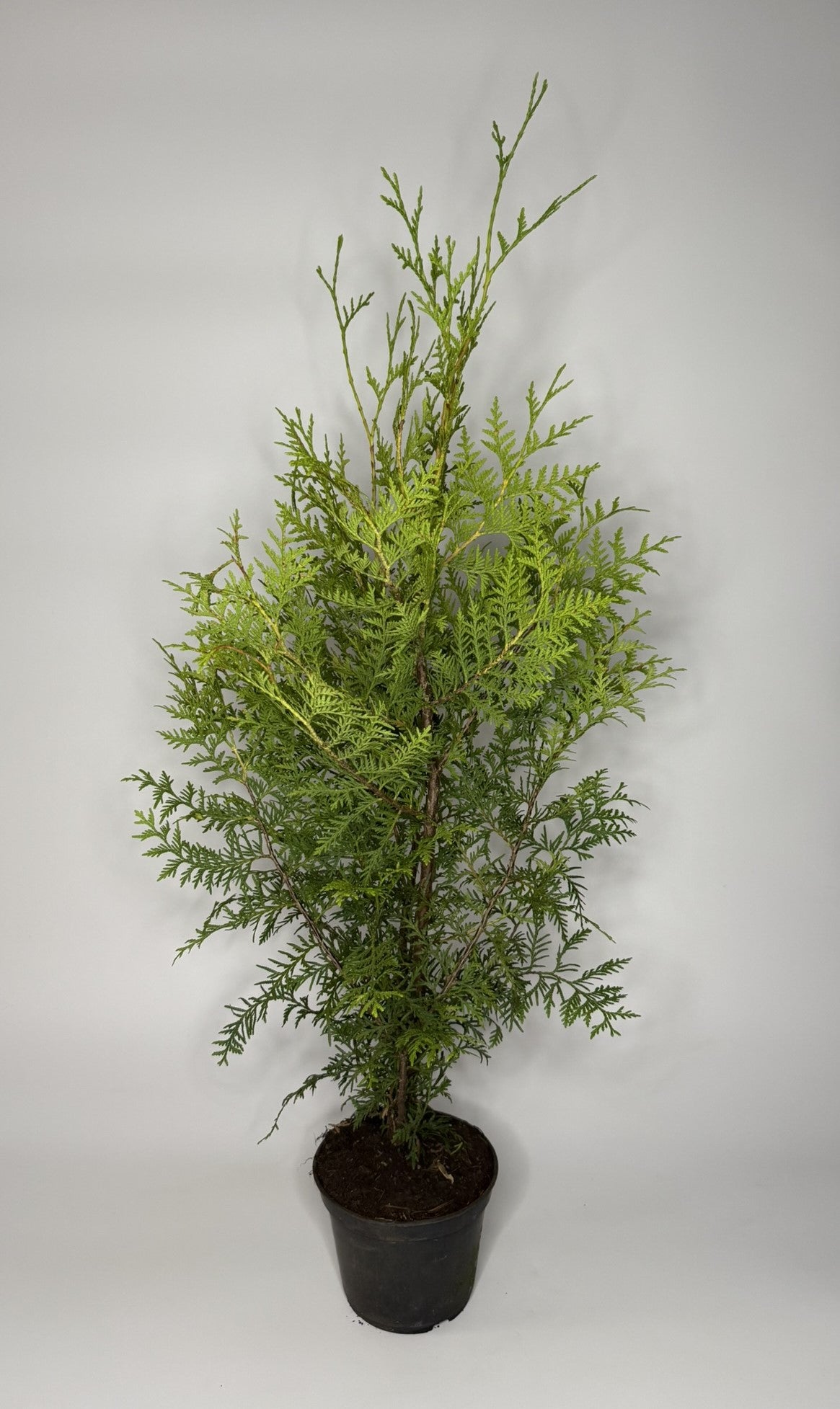 Lebensbaum Thuja occidentalis Brabant Topf 2L 70-80 cm