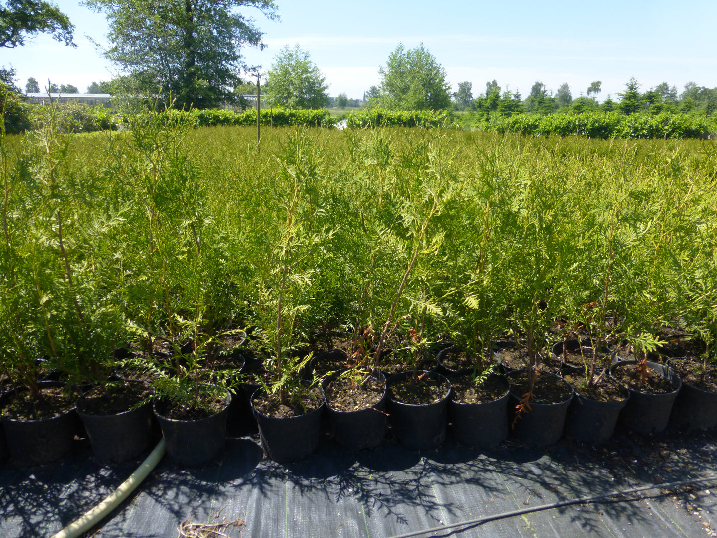 Lebensbaum Thuja occidentalis Brabant Topf 2L 70-80 cm