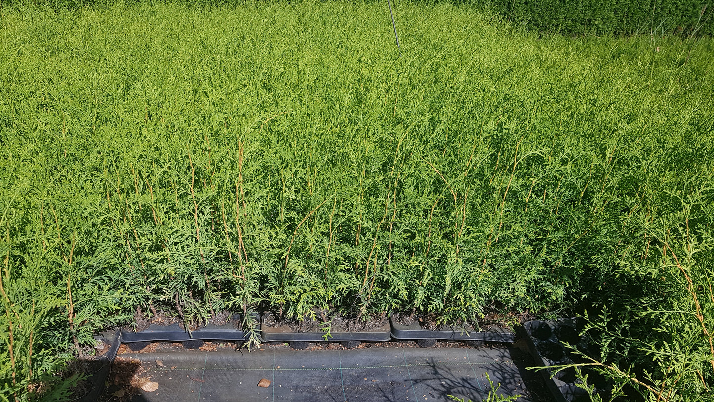 Lebensbaum Thuja occidentalis Brabant Topf 6cm 15-20 cm