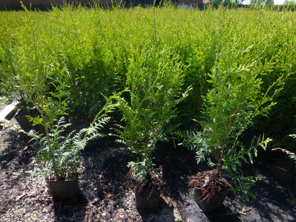Lebensbaum Thuja occidentalis Brabant Topf 9cm 25-30 cm