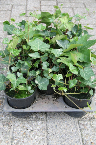 Schling- und Kletterpflanzen Efeu Hedera hibernica Topf 9cm