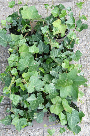 Schling- und Kletterpflanzen Efeu Hedera hibernica Topf 9cm