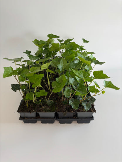 Schling- und Kletterpflanzen Efeu Hedera hibernica Topf 9cm