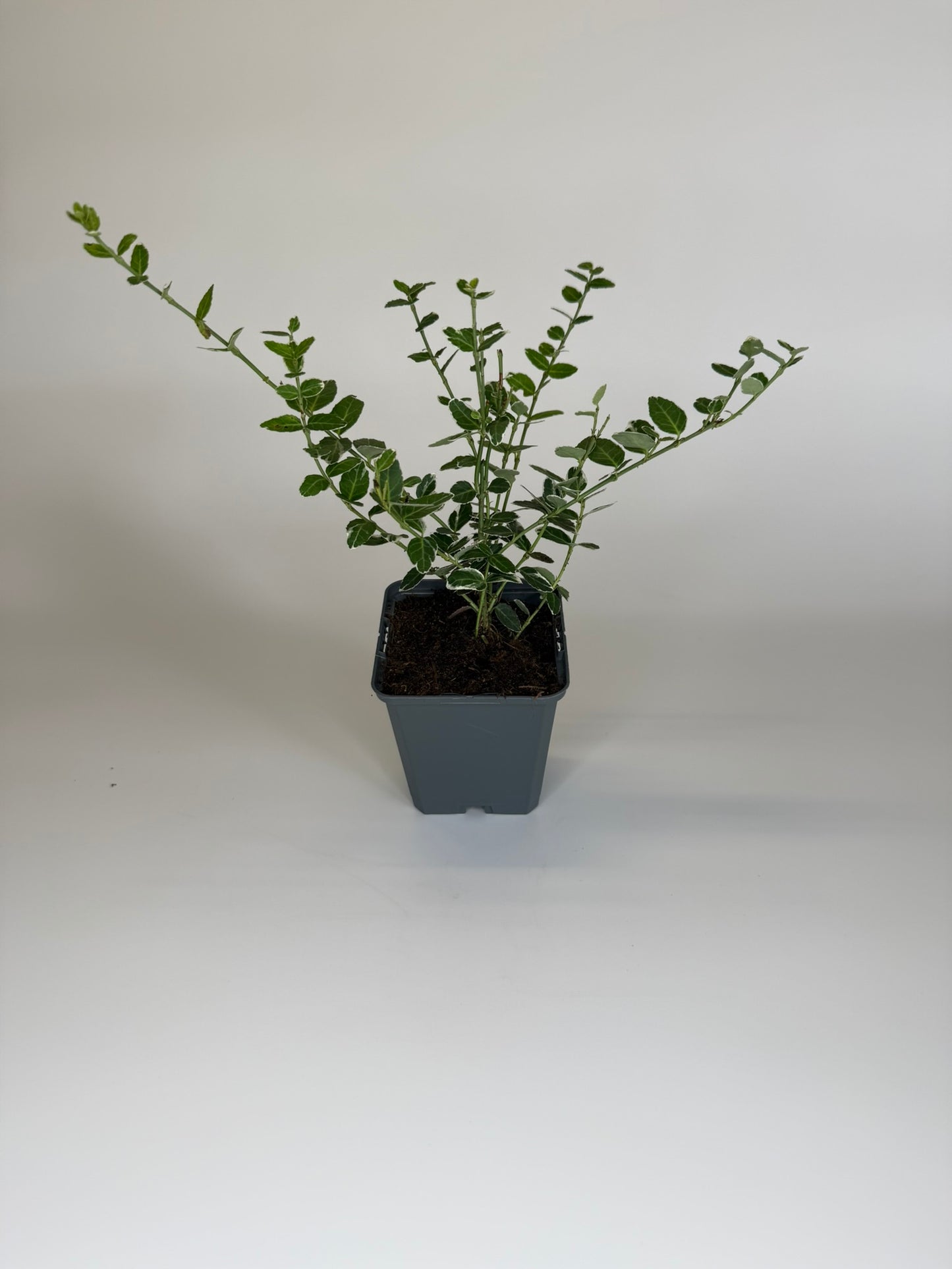 Bodendecker Euonymus fortunei Emerald Gaiety Topf 9cm