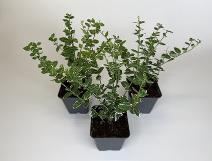Bodendecker Euonymus fortunei Emerald Gaiety Topf 9cm