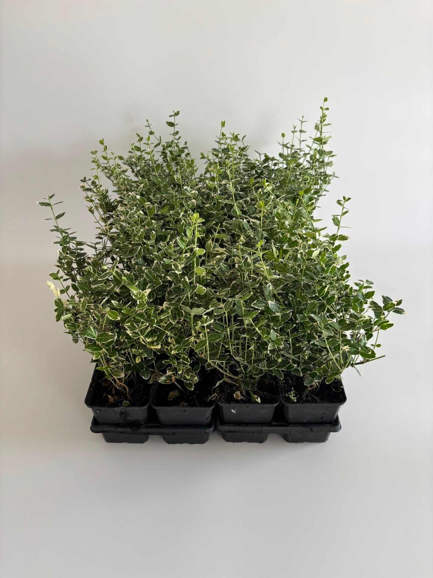 Bodendecker Euonymus fortunei Emerald Gaiety Topf 9cm