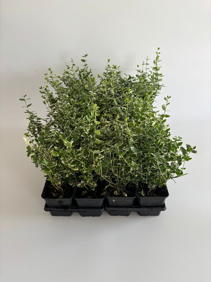 Bodendecker Euonymus fortunei Emerald Gaiety Topf 9cm