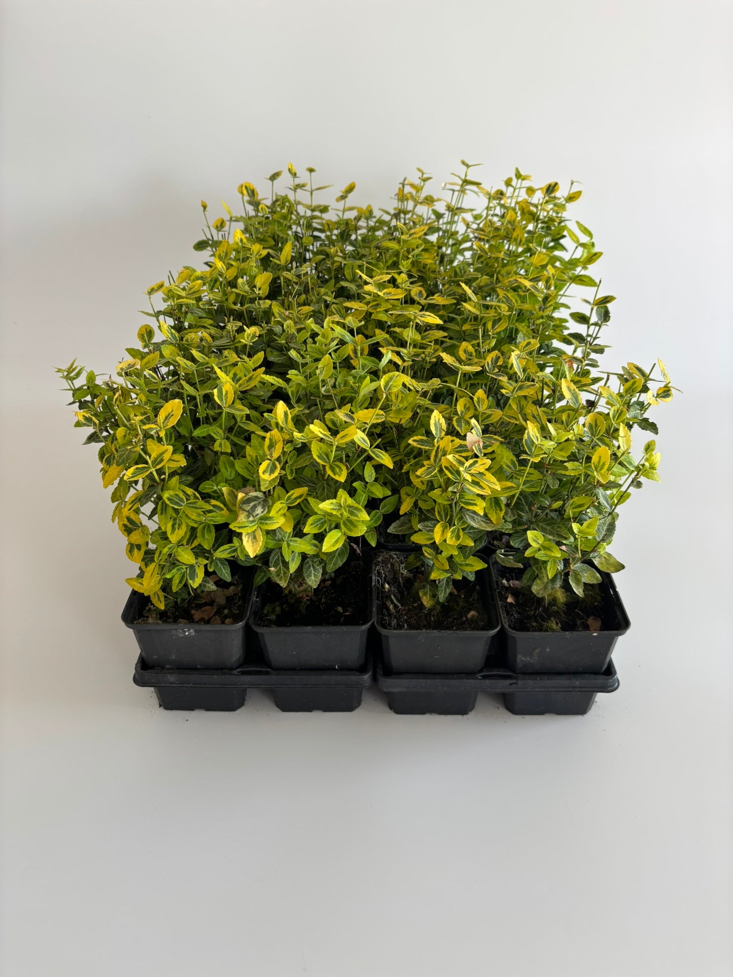 Bodendecker Euonymus fortunei Emerald Gold Topf 9cm