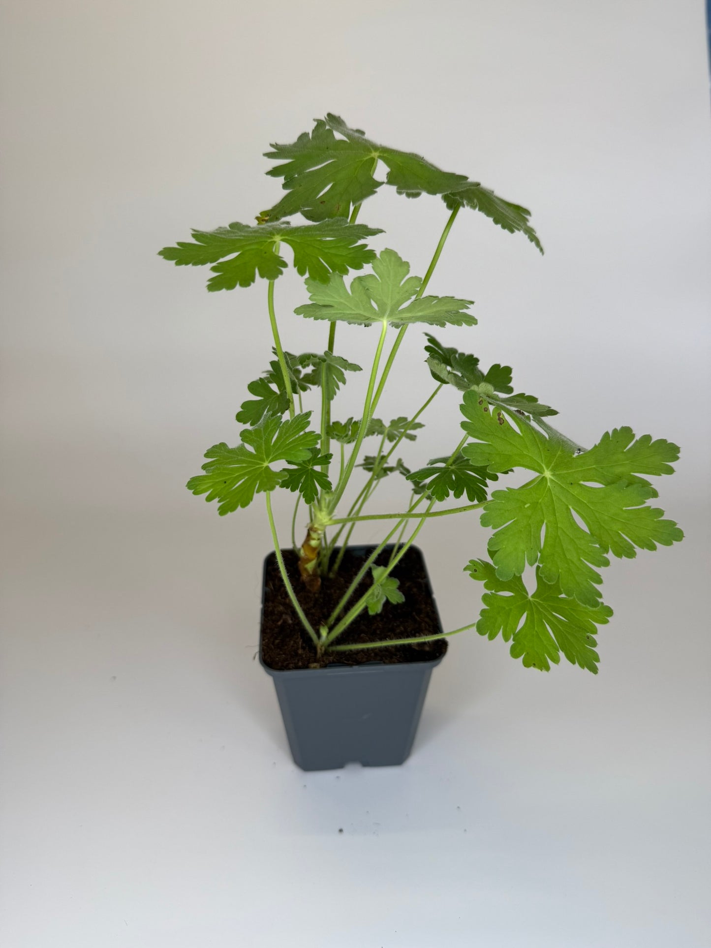 Bodendecker Geranium macrorrhizum Felsen-Storchschnabel Topf 9cm