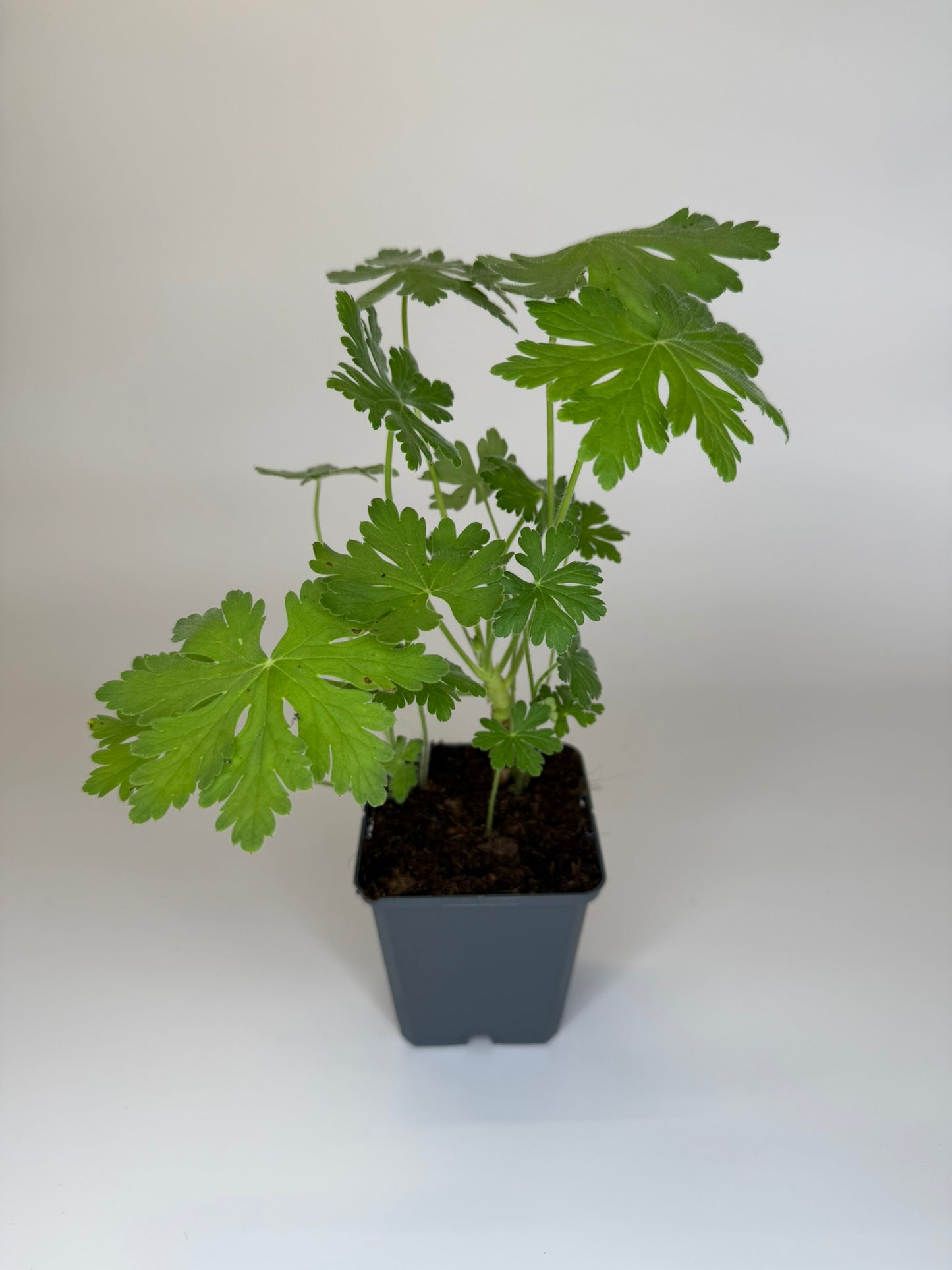 Bodendecker Geranium macrorrhizum Felsen-Storchschnabel Topf 9cm