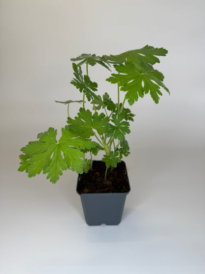 Bodendecker Geranium macrorrhizum Felsen-Storchschnabel Topf 9cm