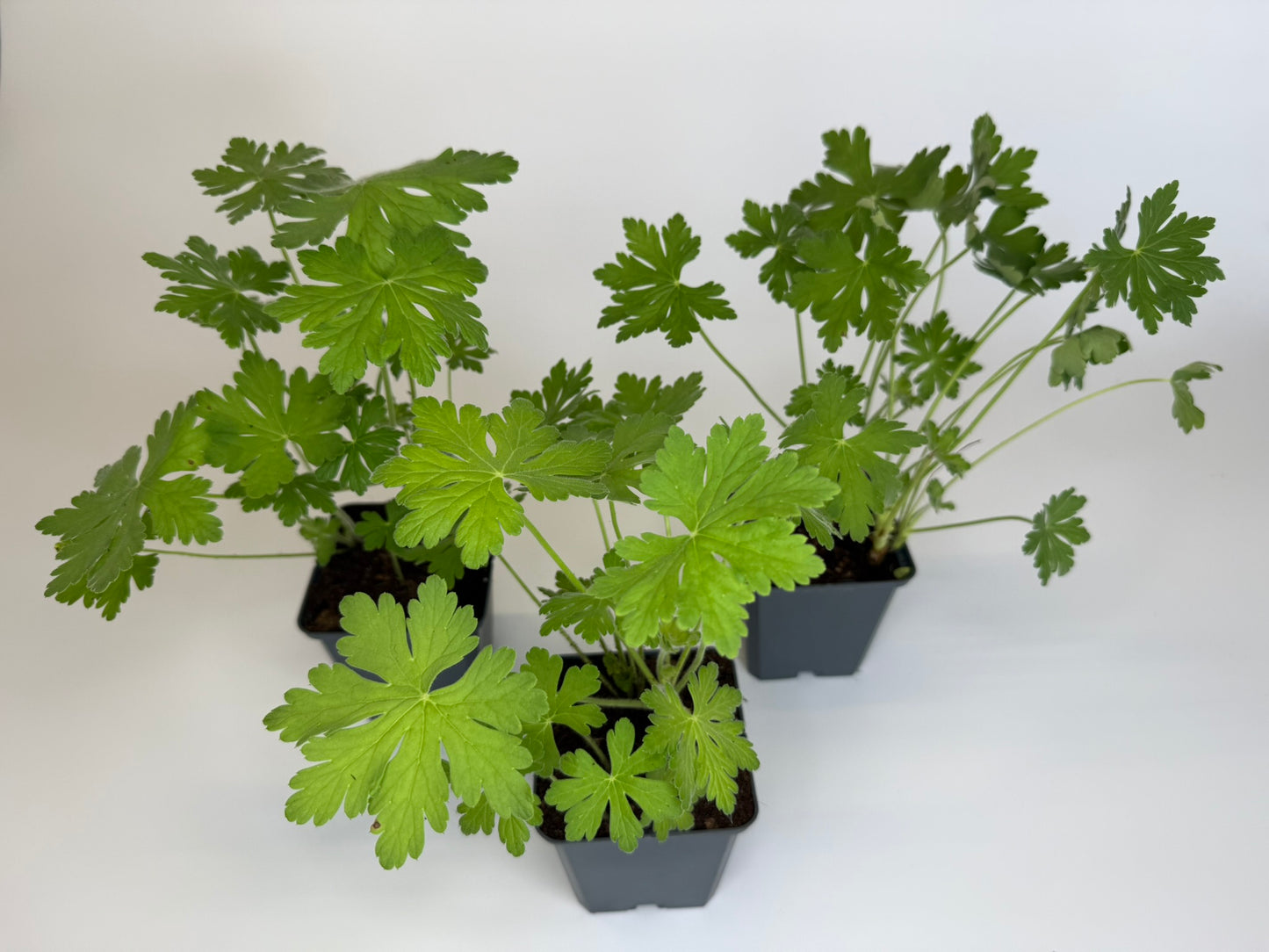 Bodendecker Geranium Macrorrhizum Felsen Storchschnabel Topf 9cm bodendecker-geranium-macrorrhizum-felsen-storchschnabel-topf-9cm