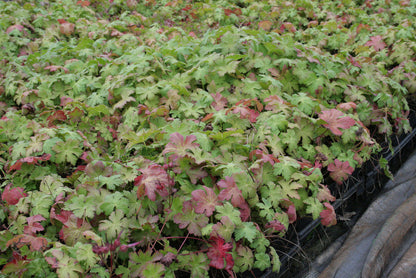 Bodendecker Geranium macrorrhizum Felsen-Storchschnabel Topf 9cm