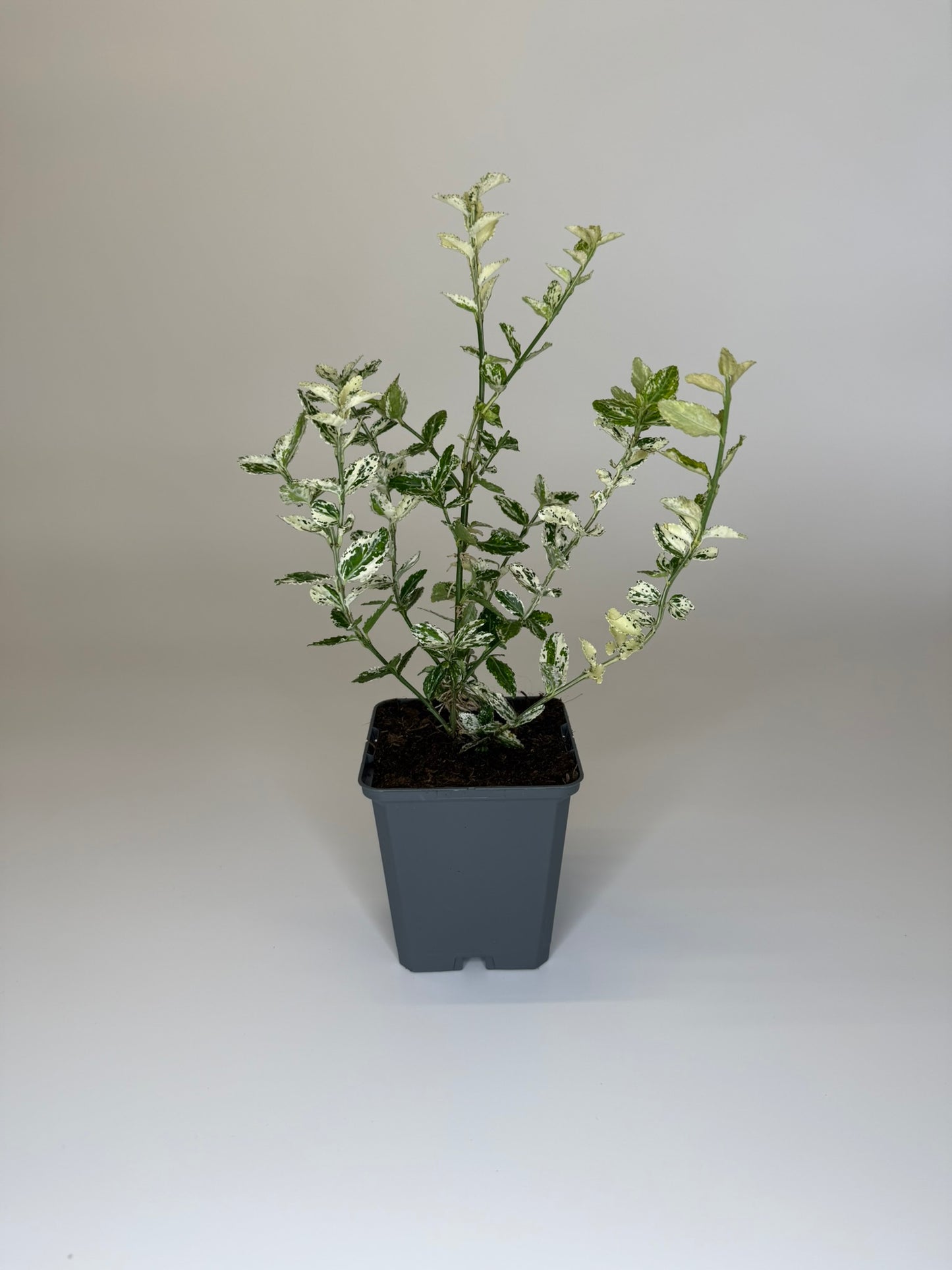 Bodendecker Euonymus fortunei Harlequin Topf 9cm