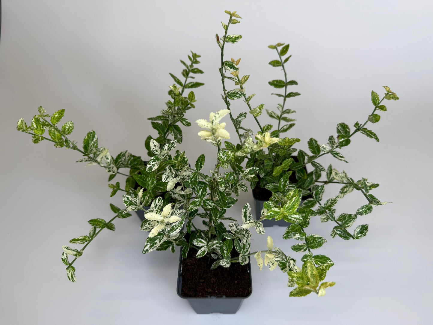 Bodendecker Euonymus fortunei Harlequin Topf 9cm