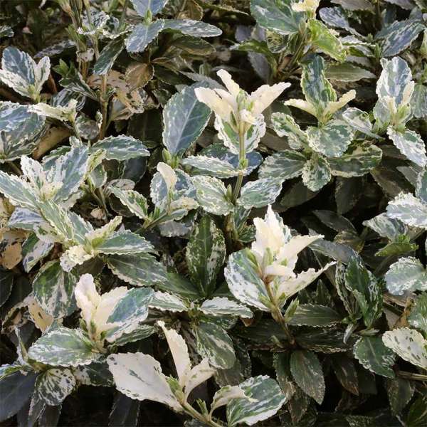 Bodendecker Euonymus fortunei Harlequin Topf 9cm