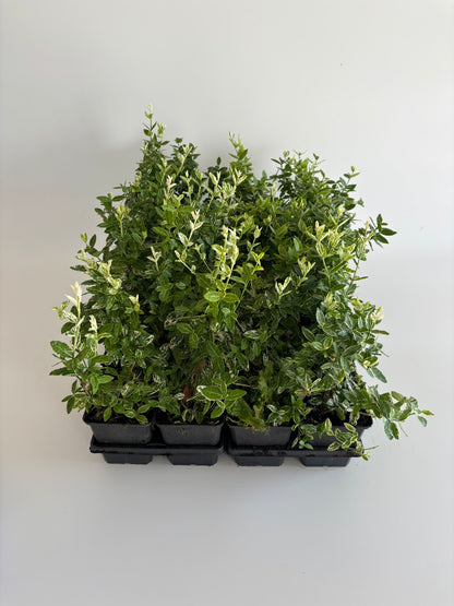 Bodendecker Euonymus fortunei Harlequin Topf 9cm
