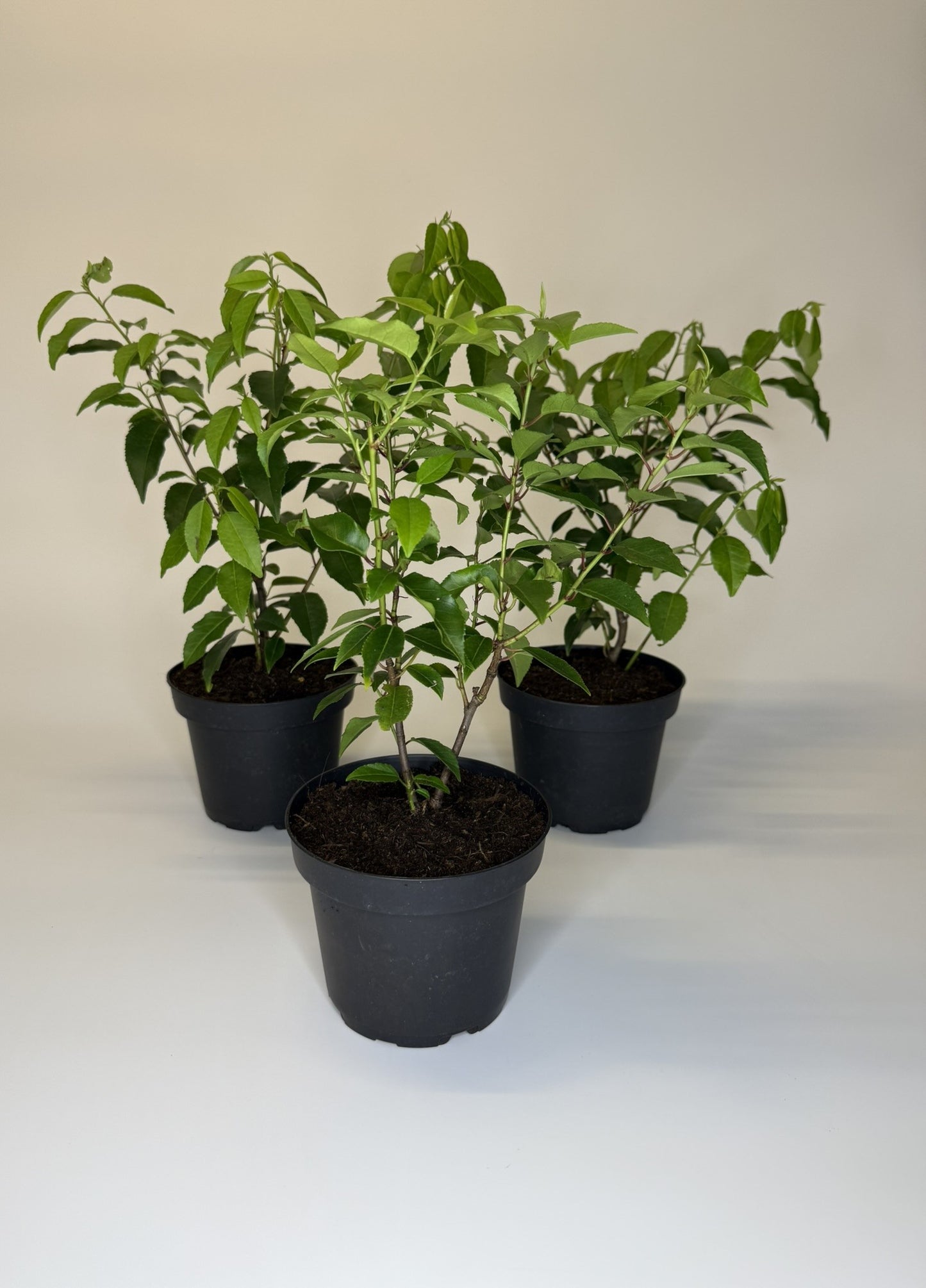 Portugiesischer Kirschlorbeer Prunus lusitanica Angustifolia Topf 1,3L 40-50 cm