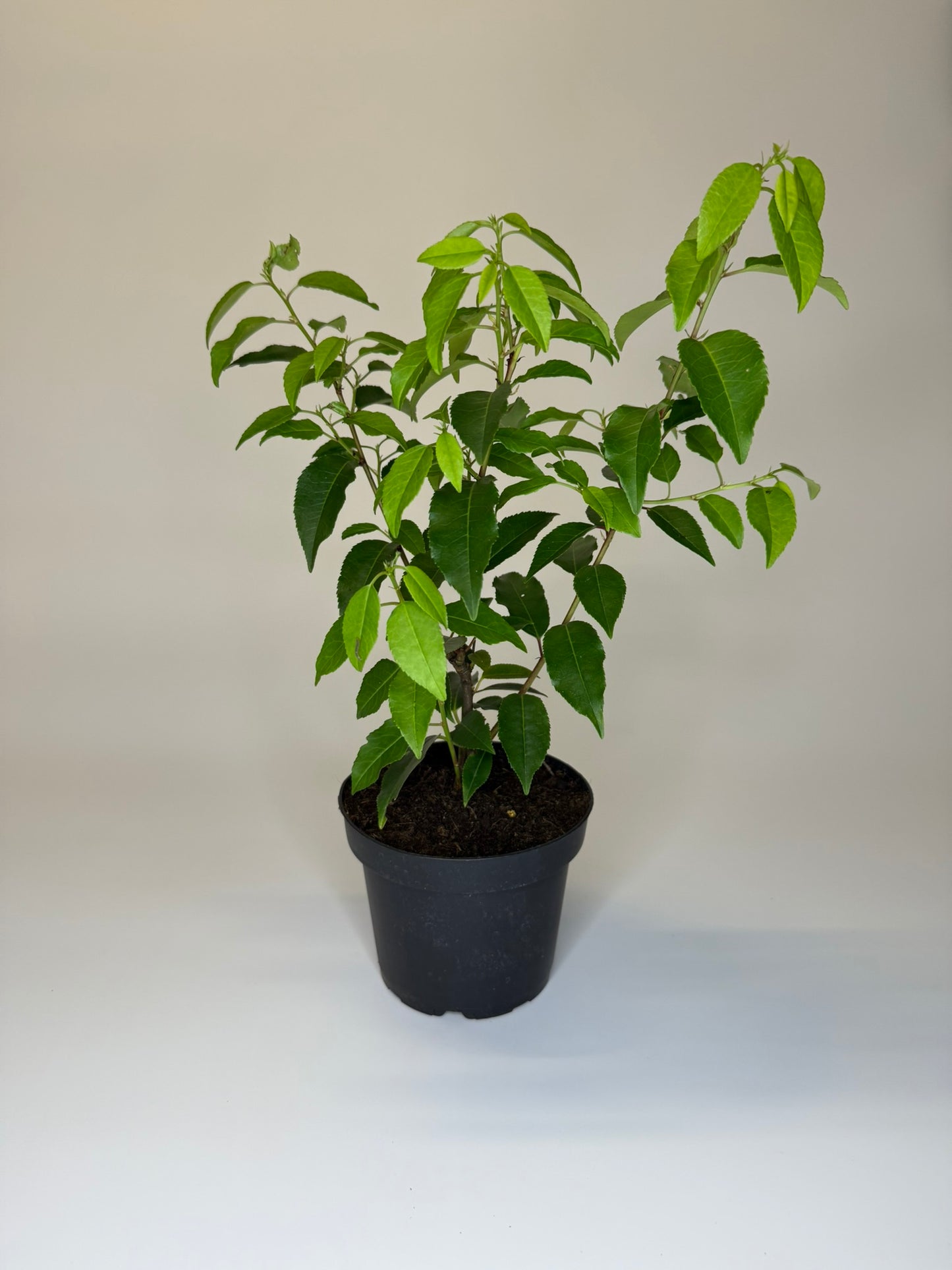 Portugiesischer Kirschlorbeer Prunus lusitanica Angustifolia Topf 1,3L 40-50 cm