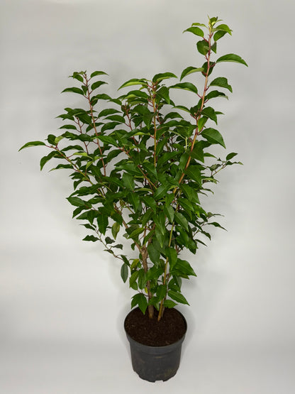 Portugiesischer Kirschlorbeer Prunus lusitanica Angustifolia Topf 2L 80-90 cm