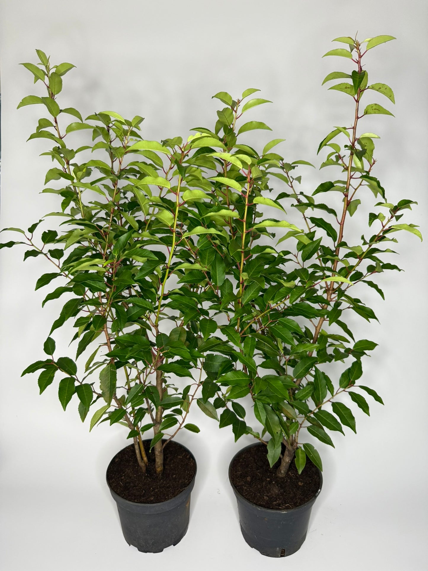 Portugiesischer Kirschlorbeer Prunus lusitanica Angustifolia Topf 2L 80-90 cm