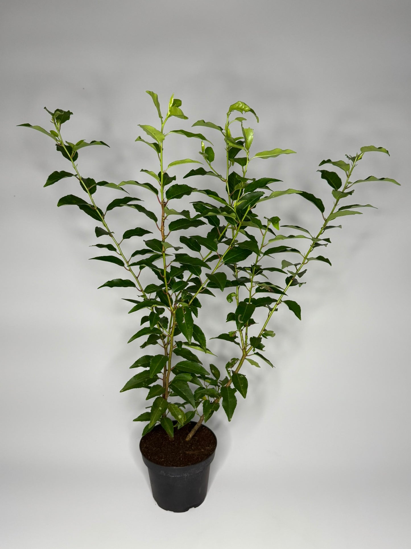 Portugiesischer Kirschlorbeer Prunus lusitanica Angustifolia Topf 2L 50-60 cm