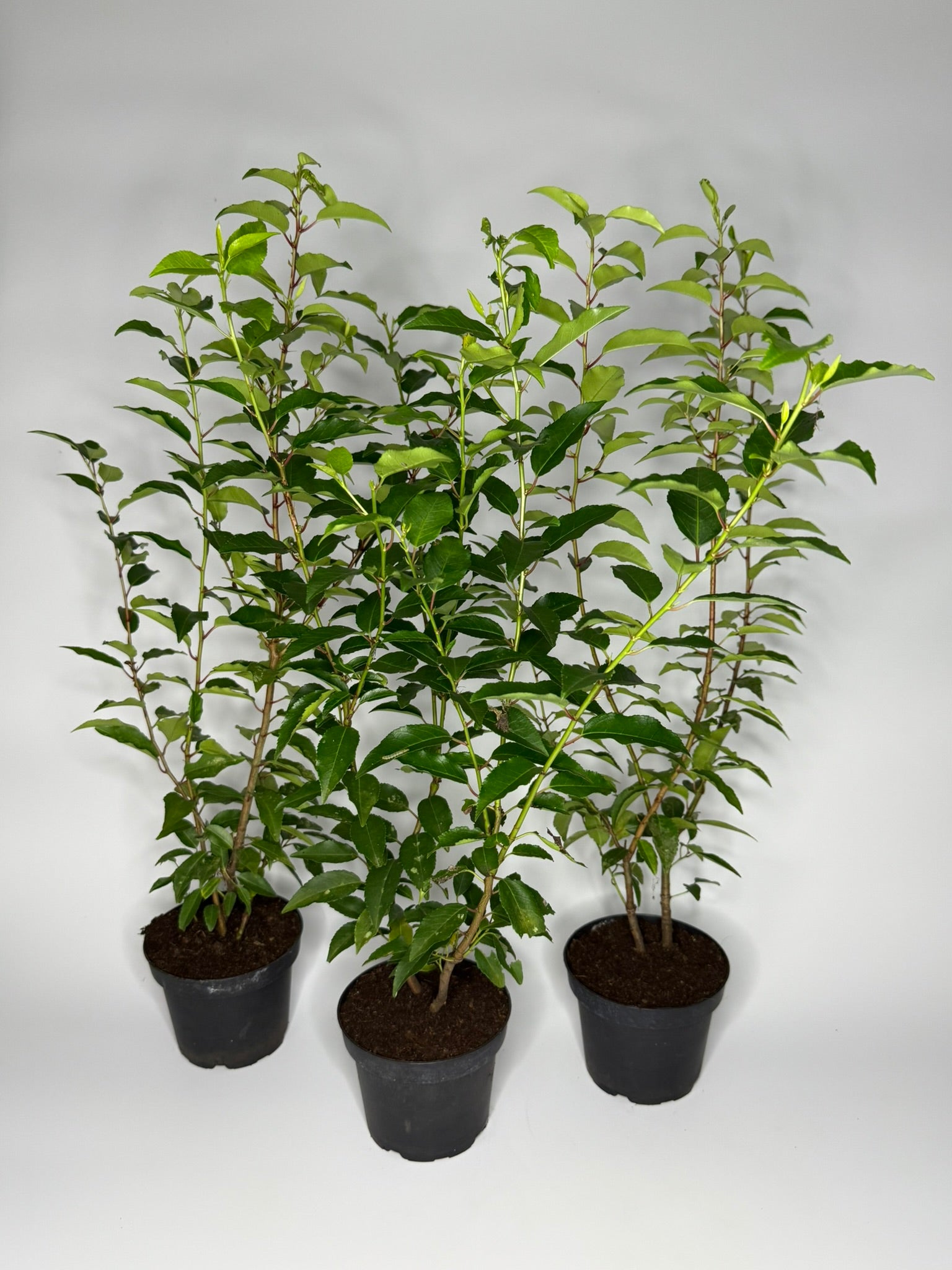 Portugiesischer Kirschlorbeer Prunus lusitanica Angustifolia Topf 2L 5 –  Baumschule Bultjer
