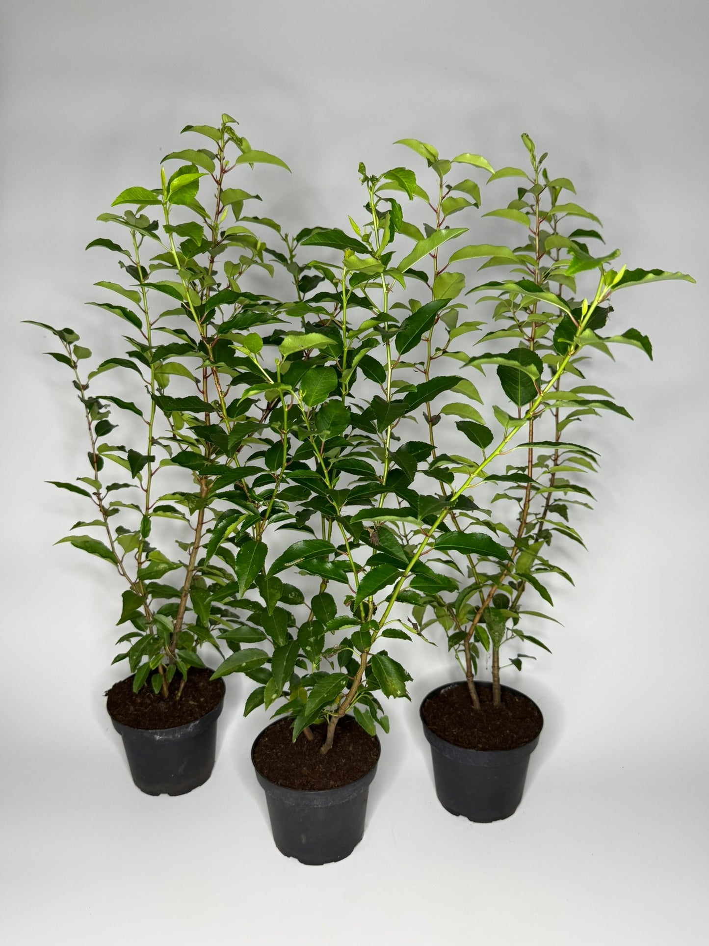 Portugiesischer Kirschlorbeer Prunus lusitanica Angustifolia Topf 2L 50-60 cm