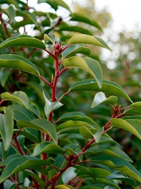 Portugiesischer Kirschlorbeer Prunus lusitanica Angustifolia Topf 2L 50-60 cm