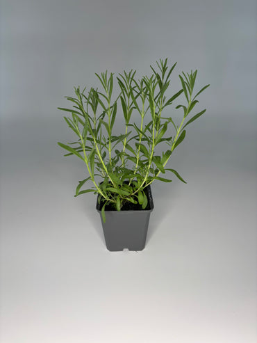 Bodendecker Lavendula angustifolia Hidcote Blue Topf 9cm