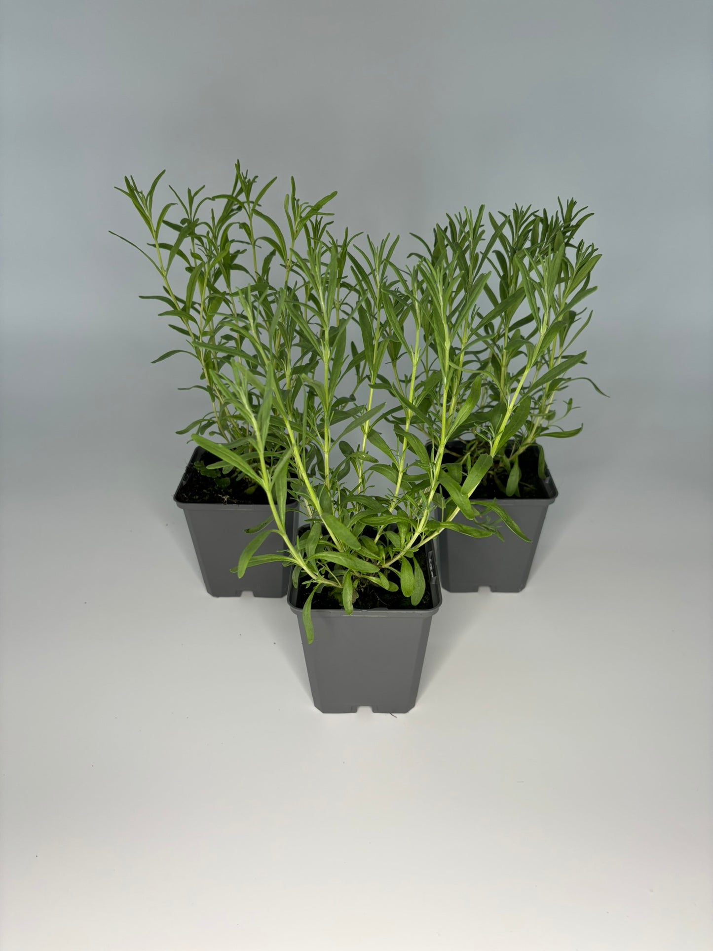 Bodendecker Lavendula angustifolia Hidcote Blue Topf 9cm