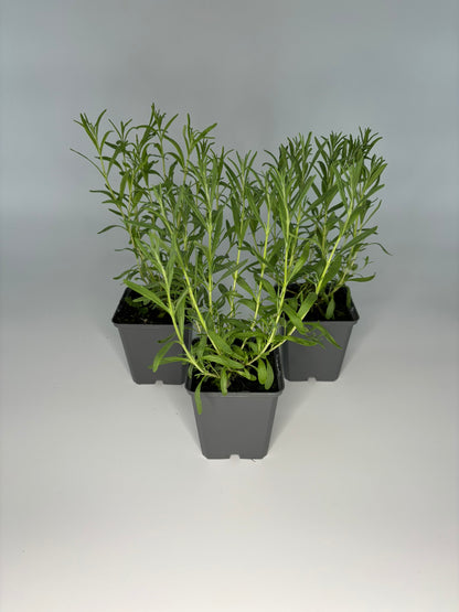 Bodendecker Lavendula angustifolia Hidcote Blue Topf 9cm