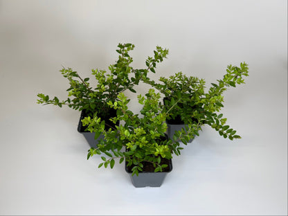 Bodendecker Lonicera nitida Maigrün Topf 9cm