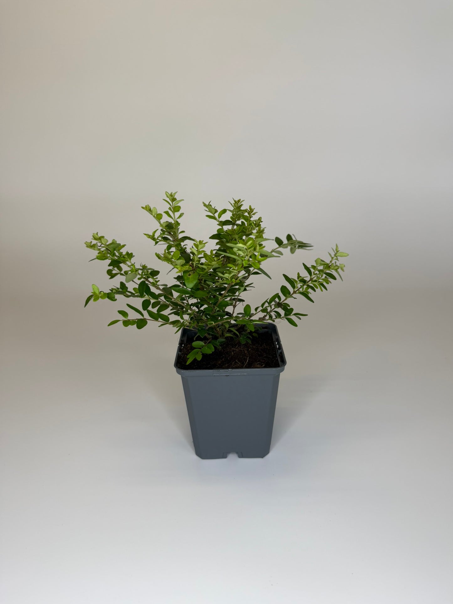 Bodendecker Lonicera nitida Maigrün Topf 9cm
