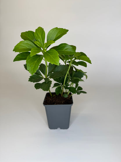 Bodendecker Pachysandra terminalis Topf 9cm