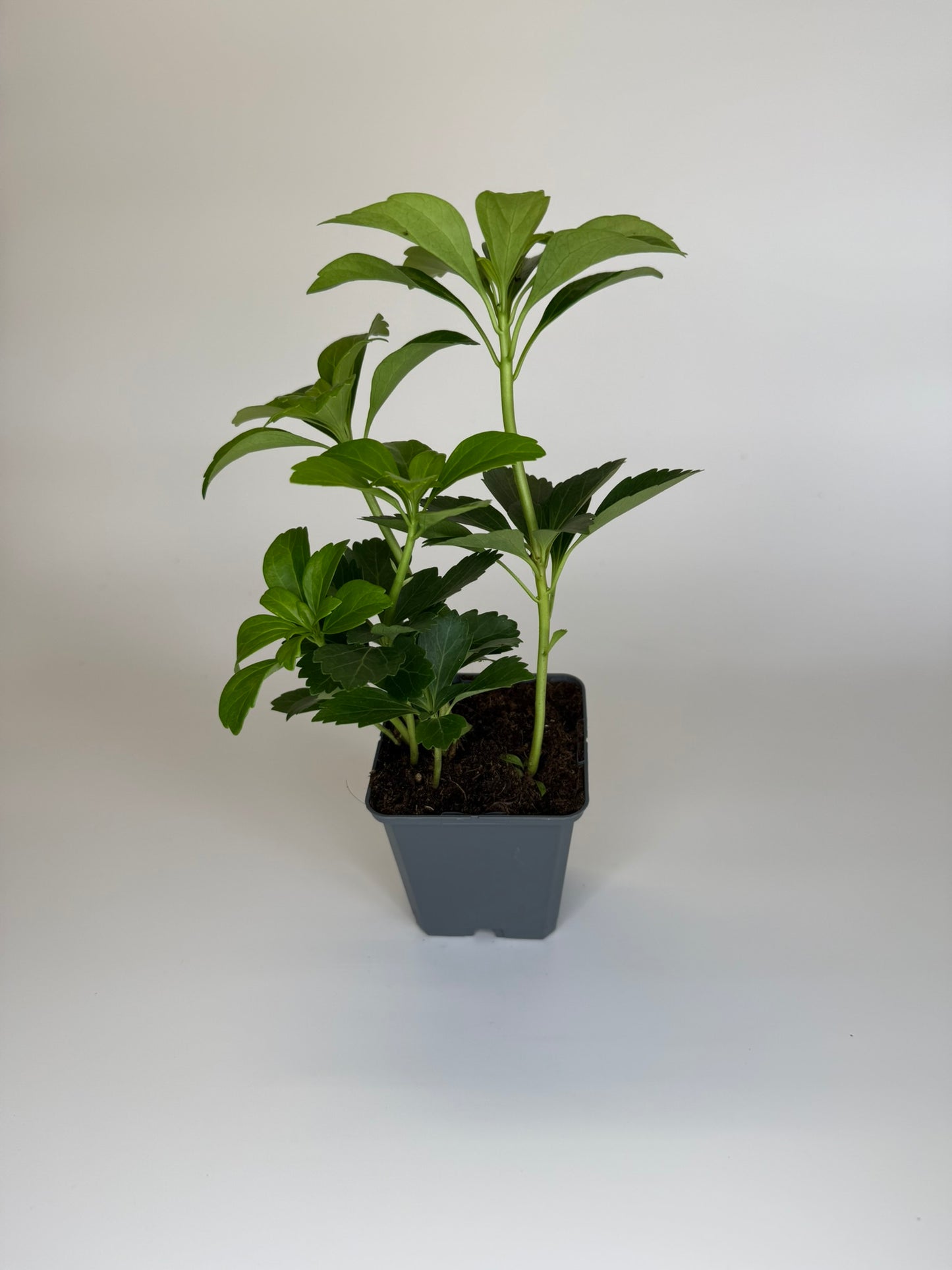 Bodendecker Pachysandra terminalis Topf 9cm