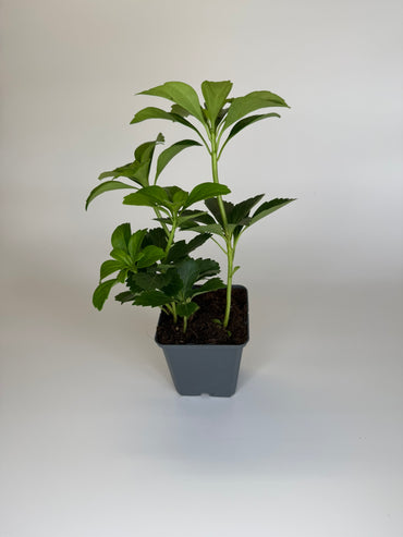 Bodendecker Pachysandra terminalis Topf 9cm