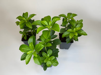 Bodendecker Pachysandra terminalis Topf 9cm